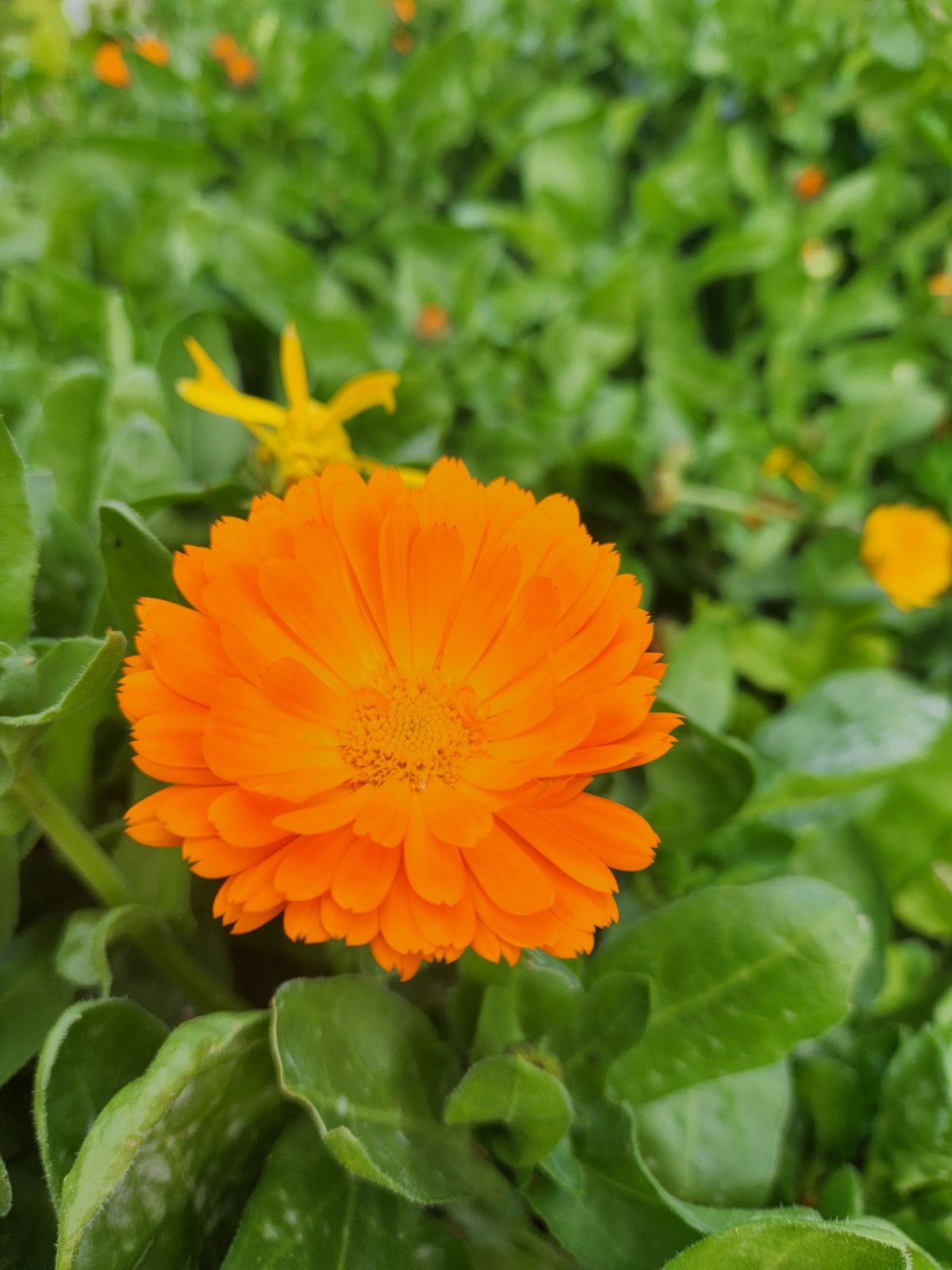 Plain Jane Calendula