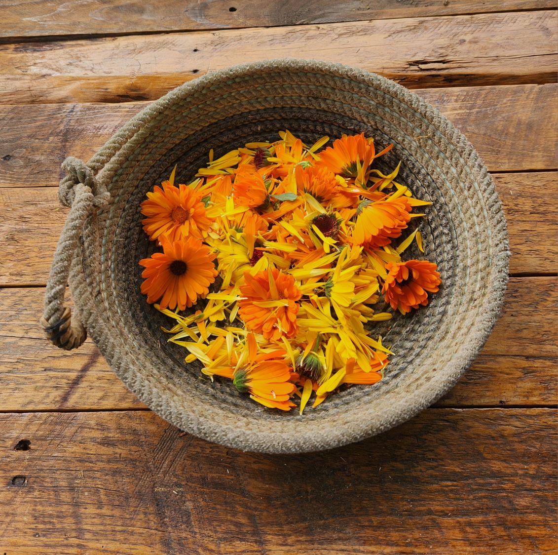 Plain Jane Calendula